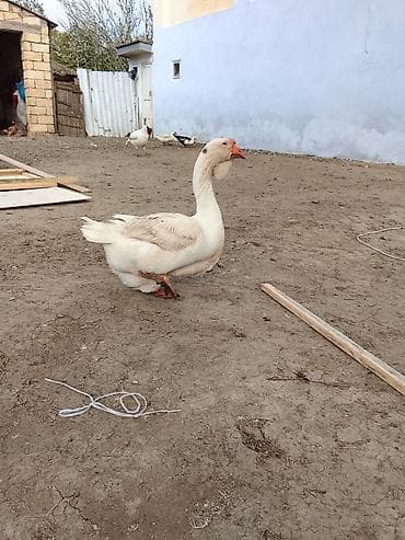 keçi satanlar: SATILIR CÜT XALMAQOR QAZ XORUZ FƏRƏ QİYMƏT CÜTÜNƏ AYİDİR — 3