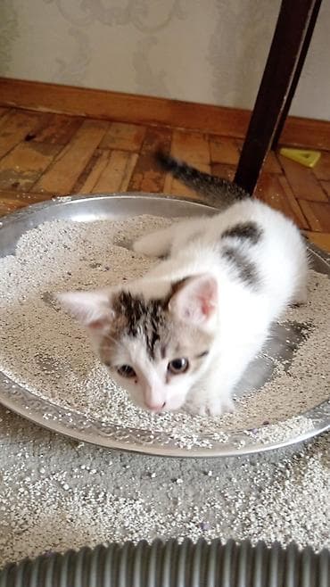 2ayliq bala. Piwikdi diwi sahiblendirilir. Sumqayit — 1