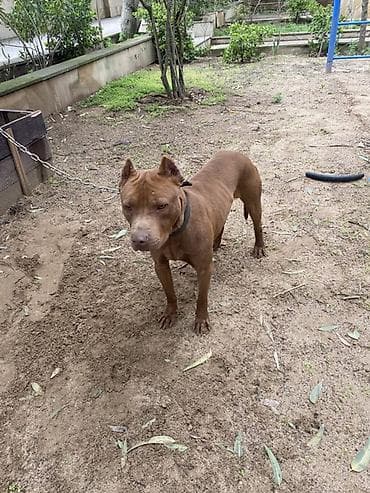 afcarka itləri: Pitbul, Erkek, Ünvandan götürmə — 6