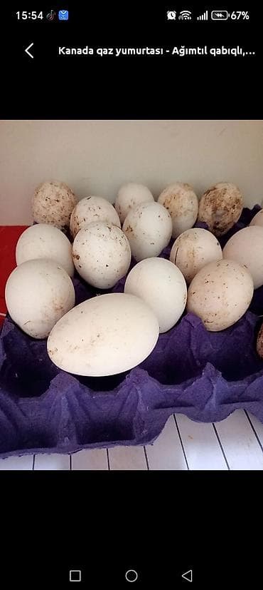 Süd məhsulları və yumurtalar: Məhsul: Qaz yumurtası. İRİ sortu. Təsvir: - Ağımtıl qalın qabıqlı — 2