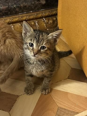 pişik balaları: Tabbi, Erkək, Dişi, Yaxşı əllərə, Ünvandan götürmə — 7