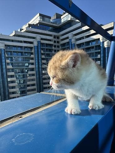 Balıqlar: Dişi — 3