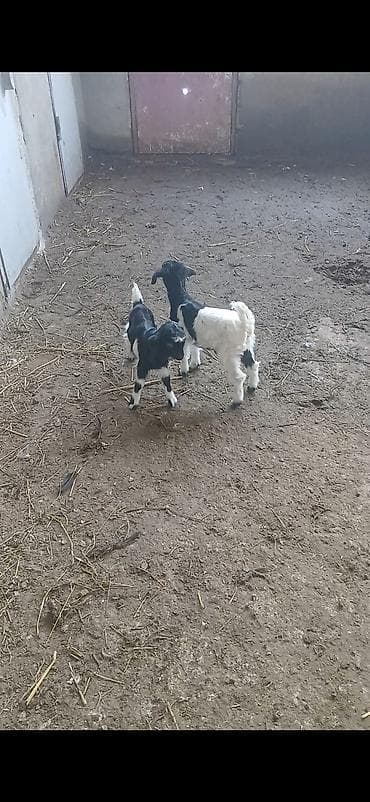 Quzu: Ekiz balali balalari ikisde diwdi keci 4 5 qarin doq.uw kecidi cox — 4