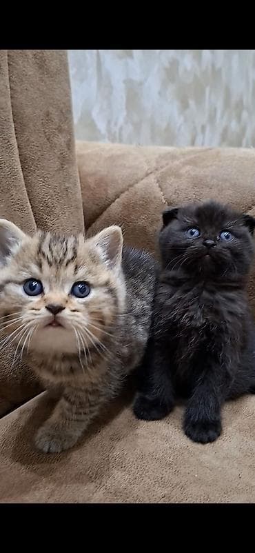 Pişiklər: Şotland yastı qulaq — 5