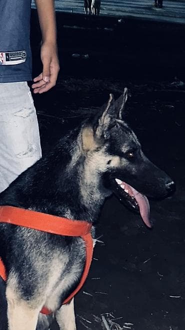 balaca it cinsleri: Alman çoban iti — 2