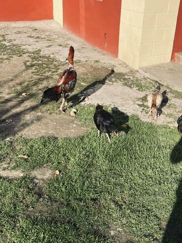 Digər qida məhsulları: Heyratı yumurtaları satılır Məhsul: Təbii kənd yumurtası Təsvir: - — 7