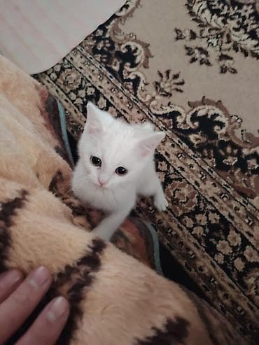 Pişiklər: Yaxşı əllərə — 3