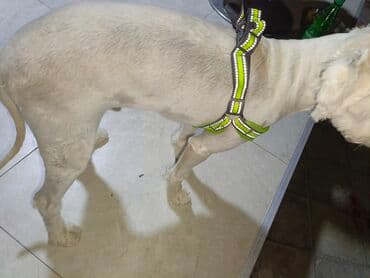 kangal itləri: Pudel, 11 ay, Erkek, Ünvandan götürmə — 2