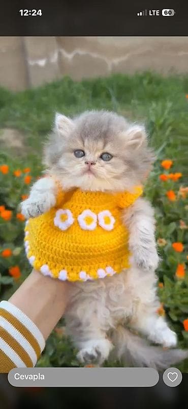 pulsuz pişik: Britan, Erkək, Dişi — 3