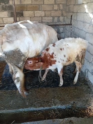 Balıqlar: Sağmal inək buzovla birlikdə - Cinsi: inək (sağmal), yanında — 3