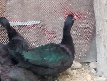 Təcili satılır sağlam heyvanlar 3 erkek 3 fere fərələr 20 erkəklər