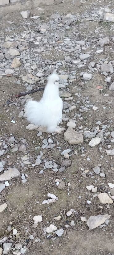 Гуси: Məhsul: Ağ İpək toyuq (Silkie) – dekorativ cins Xüsusiyyətlər: - — 4