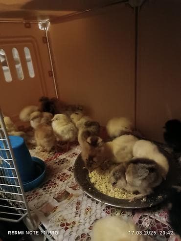 brama toyuqları: Куриные цыплята, Для мяса, Самовывоз — 1
