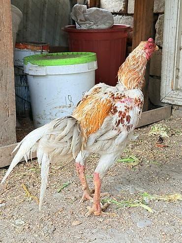 Doşab heyratı satılır 1 delebesi var Məhsul: Xoruz (uzunboyun, oyun