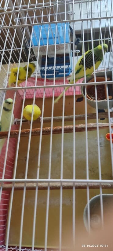 xarı bülbül satışı: 2il 6 aylıq valnistiy papuqaylar satılır . öz papuqaylarimdir .Ev — 2