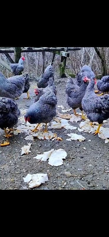 inek quba: Toyuq, Damazlıq — 6