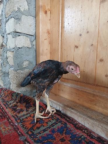 qusar heyvan satışı: Damazlıq — 4