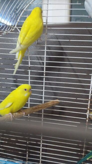 tutuquşu haqqında məlumat: Məhsul: Dalmatian/Jakobin rəng qırması olmayan dalmatian olmayan, sarı — 4