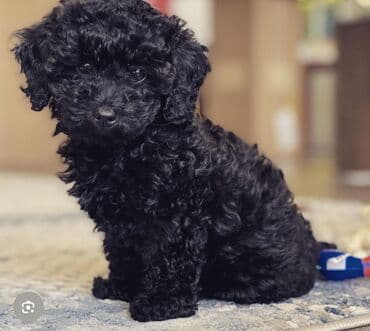 it sekli: Pudel, 4 ay, Dişi, Peyvəndli, Ödənişli çatdırılma — 2