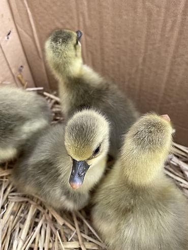 8 dənə Linda və Kuban qazı cücələri