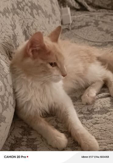 отдам в добрые руки: Ванская, Самец, В добрые руки, Самовывоз — 2