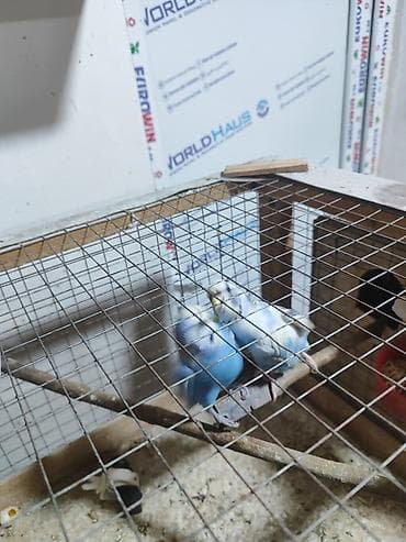 tutuquşu qiyməti: Hazır yumurtayan cür papuqaylar. Qəfəslərimdə yaponka toyuq saxlayacam — 1