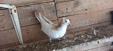 kağız pul: Mayadi — 1