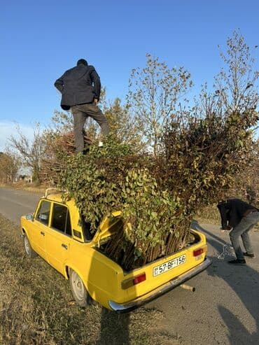 Satılır: dekorativ və meyvə bağçılığında əkim üçün yaşa gətirilmiş lalafo.az -da Satılır: dekorativ və meyvə bağçılığında əkim üçün yaşa gətirilmiş