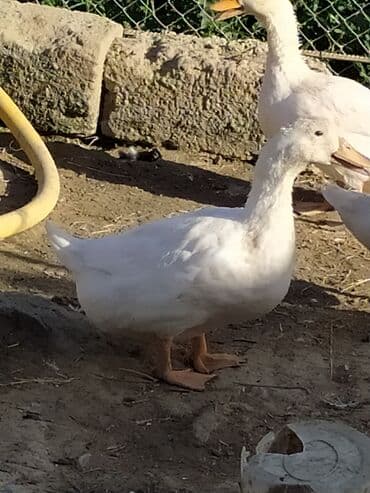 Məhsul: ördəklər Təsvir: 5ədəddir - Ağ rəngli, iri cüssəli ev