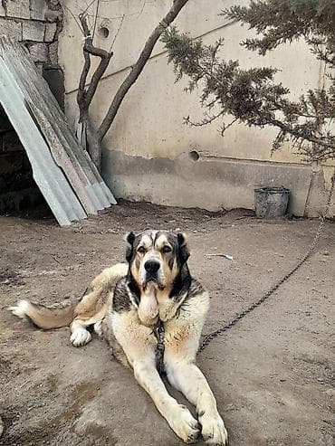 pıttbull ıt: Alabay, 1 ay, Dişi, Cütləşmə üçün, Ödənişli çatdırılma — 2