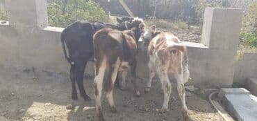 dovşan yemi: Dana, buzov, Dişi, ay: 4, 50 kq, Damazlıq — 4