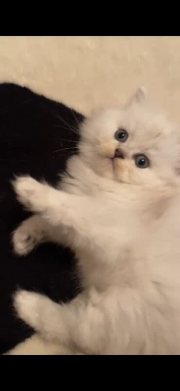 pi̇şi̇k: Fars, Yaxşı əllərə — 1