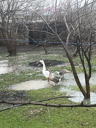 balaca sirin itler: 3 ədəd linda qazı satılır yumurtalıq və ətlik olarağ süper heyvanlardı — 6