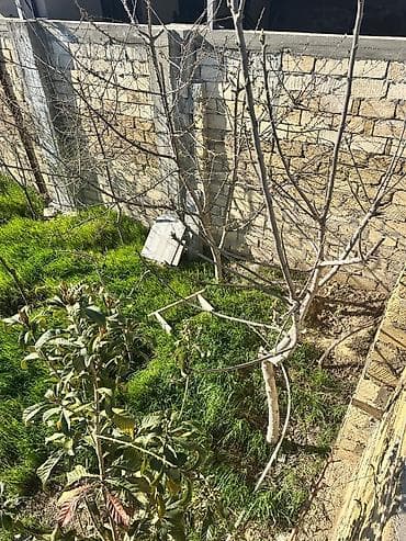 gence emlak: Torpaq sahəsi və yardımçı tikili - Şəxsi həyətyanı sahə, daş hasarla — 3