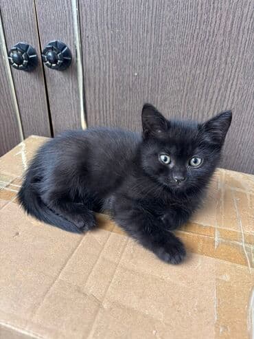 rus mavisi pişik satışı: Rus mavi, Yaxşı əllərə, Ünvandan götürmə — 1