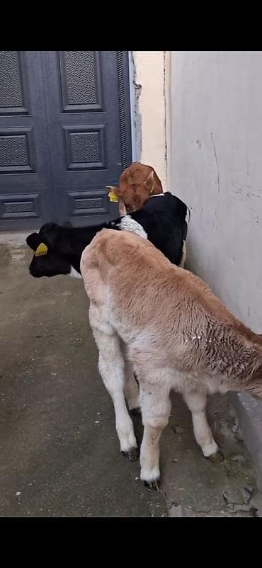 Кошки: Satılır: quzadan kəsilmiş bir neçə dana (südlük-döşəməli buzovlar) — 5