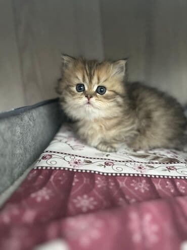 şirin pişik: Amerikan Shorthair, Erkək, Dişi, Yaxşı əllərə, Ünvandan götürmə, Pulsuz çatdırılma, Rayonlara çatdırılma — 5