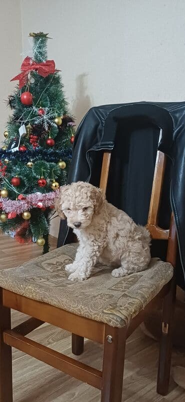 it yemi satilir: Pudel, 2 ay, Dişi, Peyvəndli, Ödənişli çatdırılma — 3