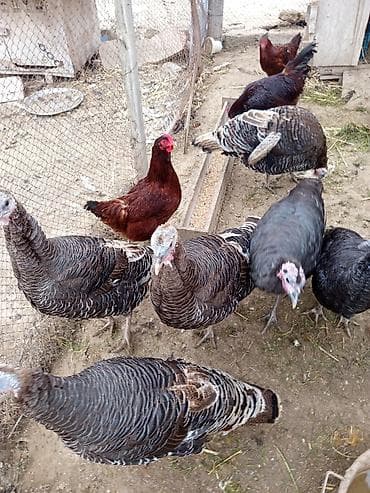 Fətəli xoruzlu kq 15 m ünvan buzovna yerli deyil brozdur Təsvir: - — 2