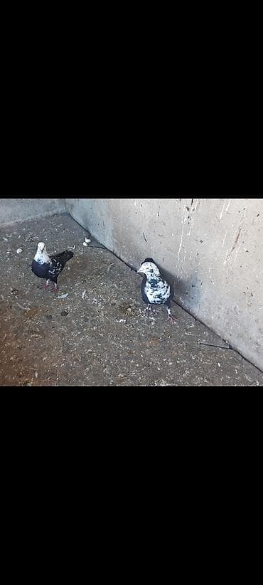 Digər heyvanlar: Tutulma Quslardir — 2