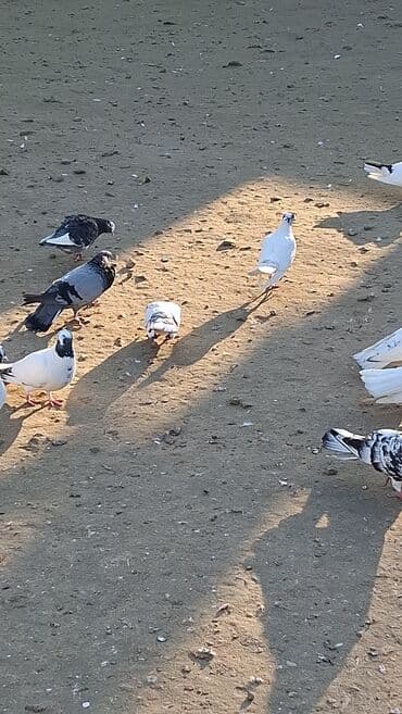 jako tutuquşunun digər adı: Göyərçinlər — 6