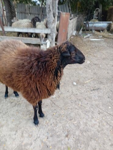 купить хорька в баку: Erkək, il: 2, Damazlıq, Ünvandan götürmə — 2