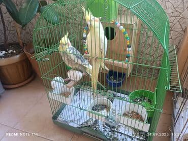 qus qefes: Salam quşlar satılır. çoxdandır saxlayıram sağlam quşlardır neçə ildir — 1