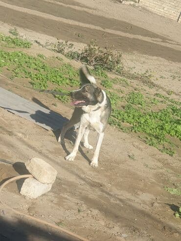 приют для собак баку: Самец, С прививками — 2