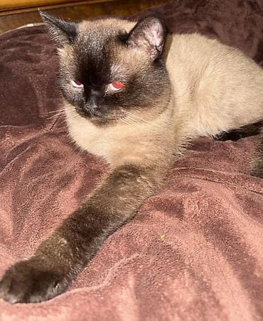 sahiblenme: Erkək, Yaxşı əllərə, Ödənişli çatdırılma — 2