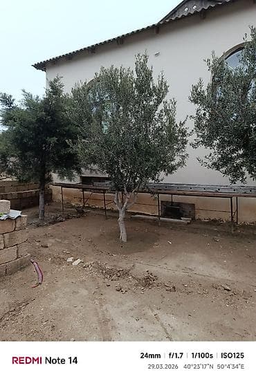 avakado agaci: Zeytun ağacları – həyət/bağ üçün dekorativ və məhsuldar əkiləcək — 2