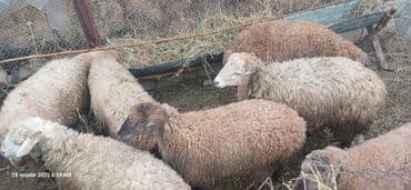 quş yuvası düzəltmək: Erkək, il: 1, 35 kq, Ətlik, Ünvandan götürmə — 2