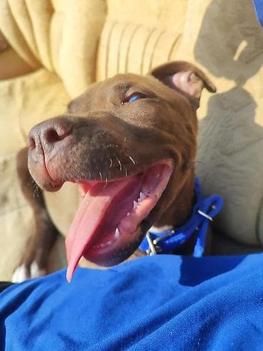 heyvan: Pitbul, 8 ay, Erkek, Ünvandan götürmə — 3