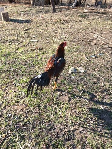 Gəmiricilər: Məhsul: Horuz (toyuq cinsindən) Xüsusiyyətlər: - Uzunboylu, atletik — 3