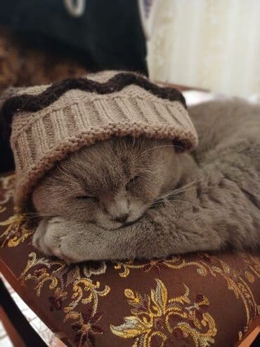 Pişiklər: Şotland yastı qulaq, Erkək, Yaxşı əllərə — 2